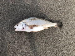 イシモチの釣果