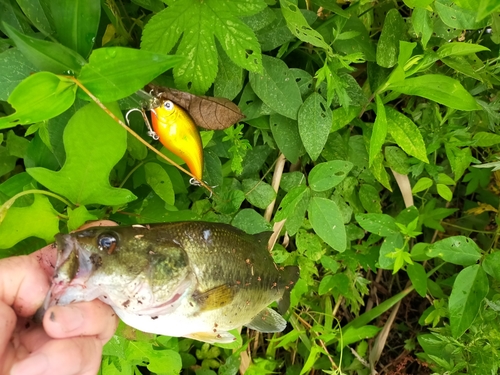 ブラックバスの釣果