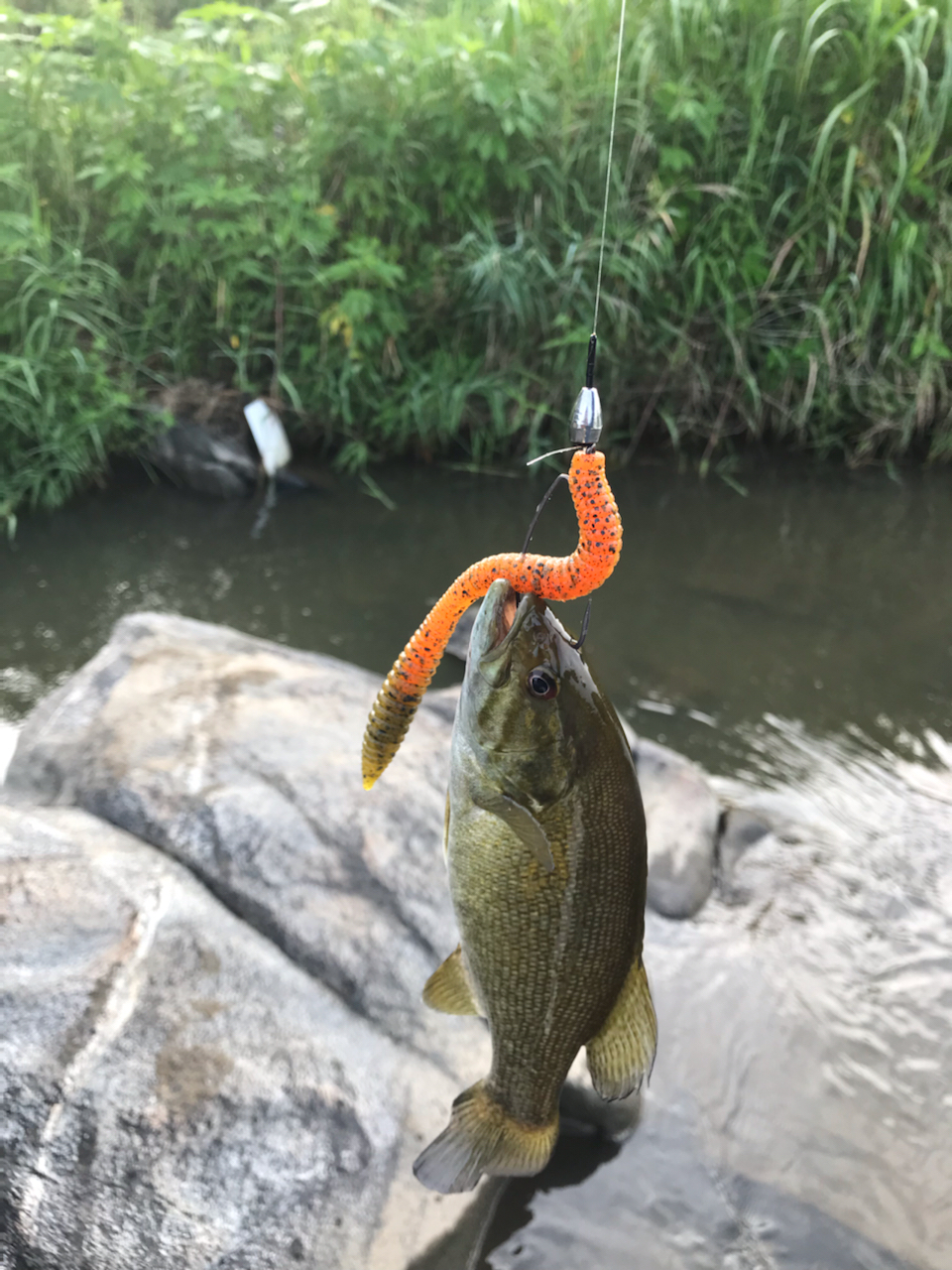 スモールマウスバス