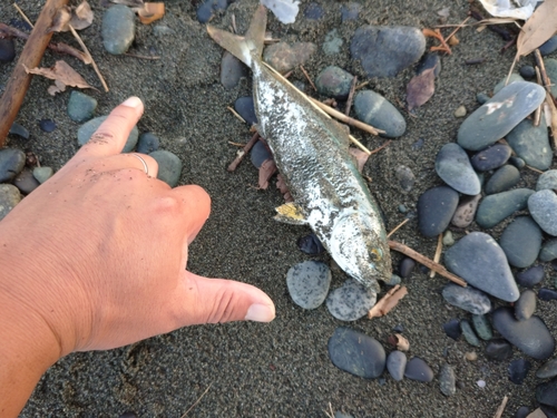 ワカシの釣果