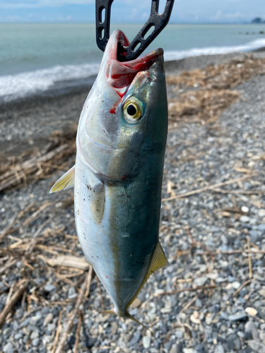 ワカシの釣果