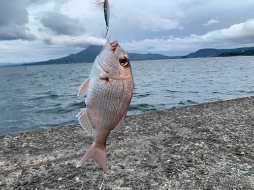 マダイの釣果