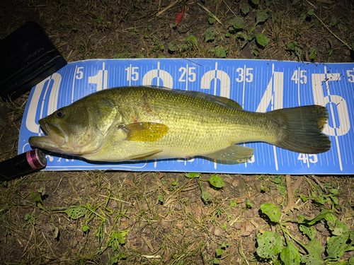 ブラックバスの釣果