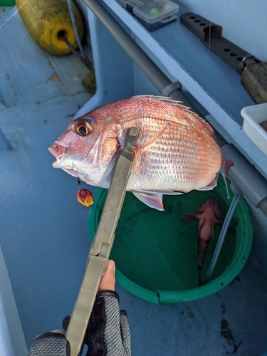 マダイの釣果