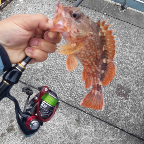 カサゴの釣果