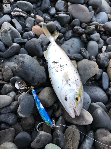 ワカシの釣果