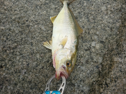 イワシの釣果