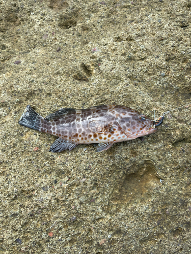 オオモンハタの釣果