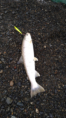 アメマスの釣果