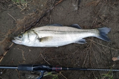 セイゴ（ヒラスズキ）の釣果