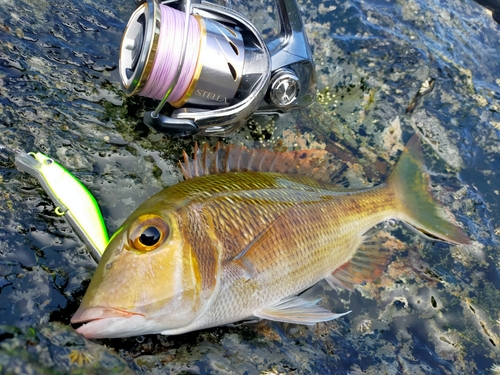 クチナジの釣果