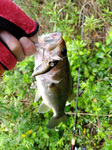 ブラックバスの釣果