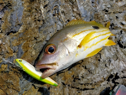 オジサンの釣果