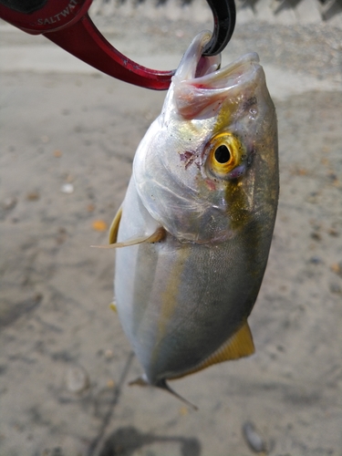 ショゴの釣果