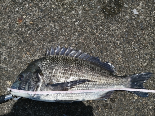 クロダイの釣果