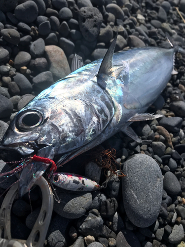 カツオの釣果