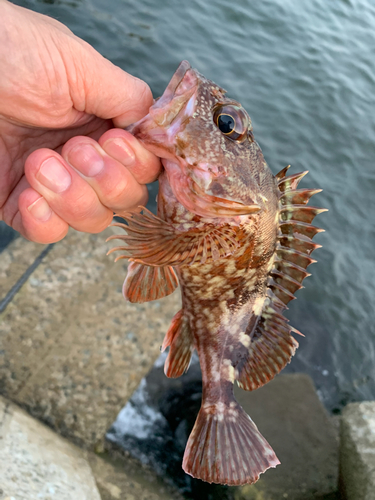 ガシラの釣果