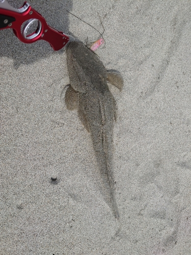 マゴチの釣果