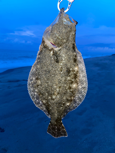 ソゲの釣果