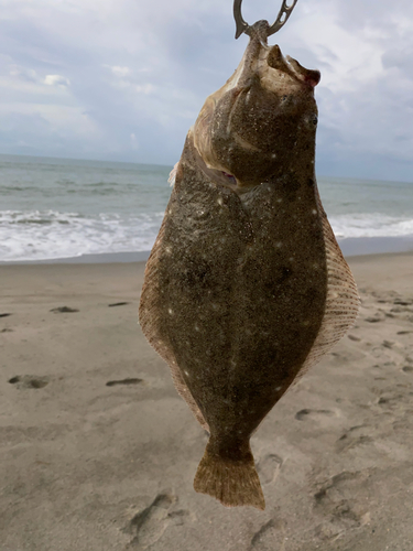 ソゲの釣果