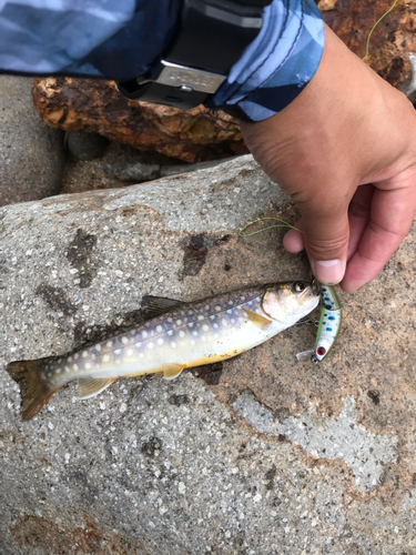 イワナの釣果