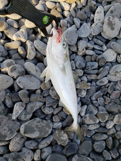 ワカナゴの釣果