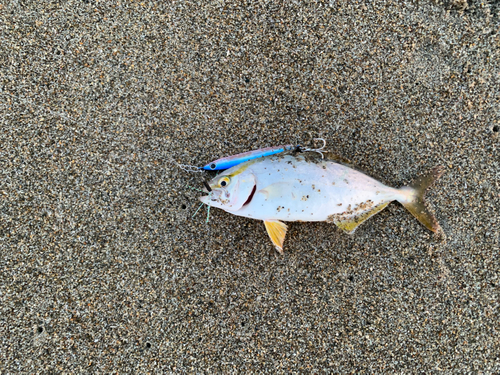 ショゴの釣果