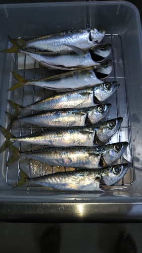 アジの釣果