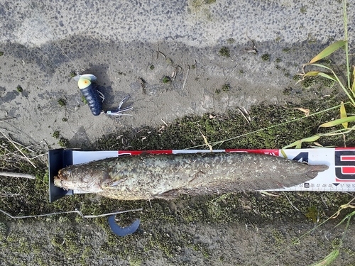 ナマズの釣果