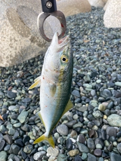 ワカシの釣果