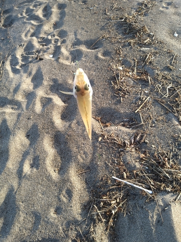 シロギスの釣果