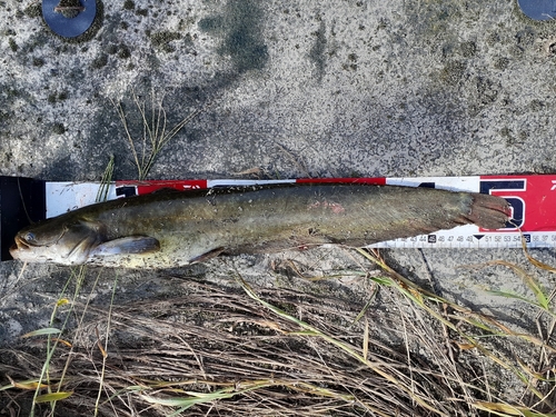 ナマズの釣果