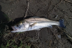 セイゴ（ヒラスズキ）の釣果