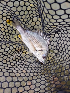 キビレの釣果