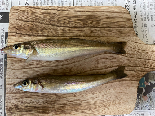 キスの釣果