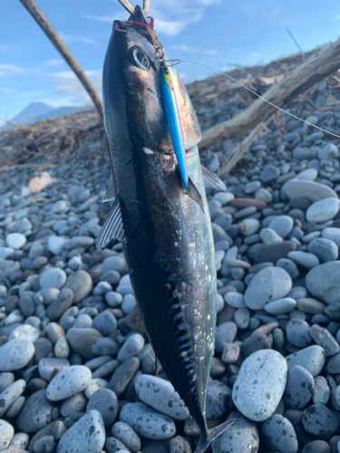 ソウダガツオの釣果