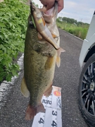 ブラックバスの釣果