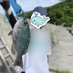 グレの釣果