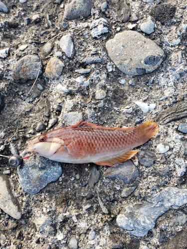 ホシササノハベラの釣果