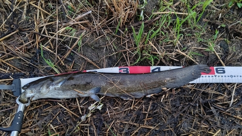 ナマズの釣果