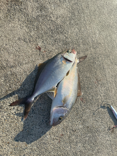 ショゴの釣果