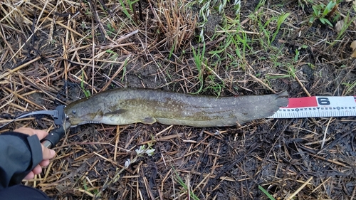 ナマズの釣果