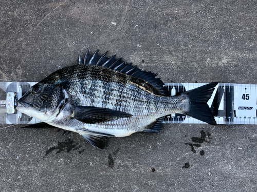 クロダイの釣果