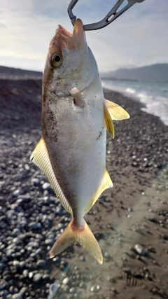 ワカナゴの釣果