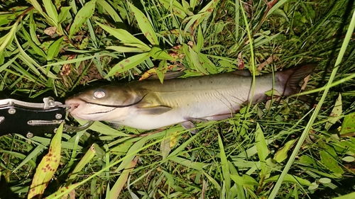 アメリカナマズの釣果