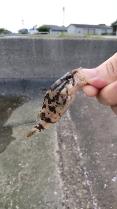 タケノコメバルの釣果