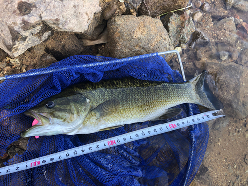 スモールマウスバスの釣果