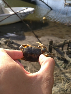 カニの釣果