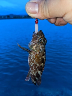 ガシラの釣果