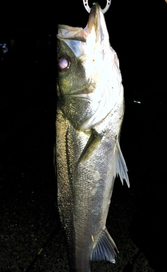 スズキの釣果